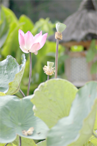 Lotus